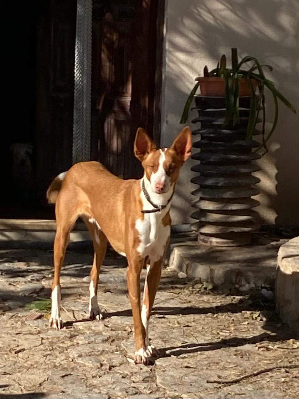 oliver_1229790936027859