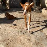 oliver_1229790996027853