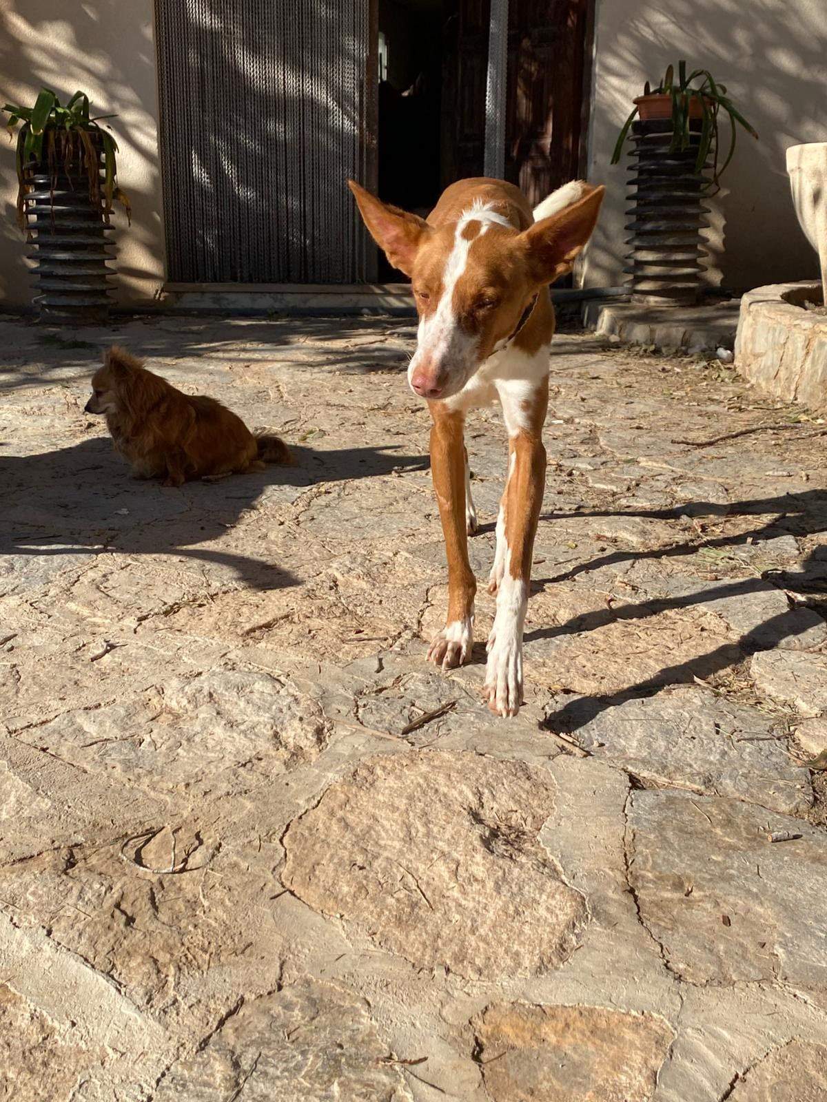 oliver_1229790996027853