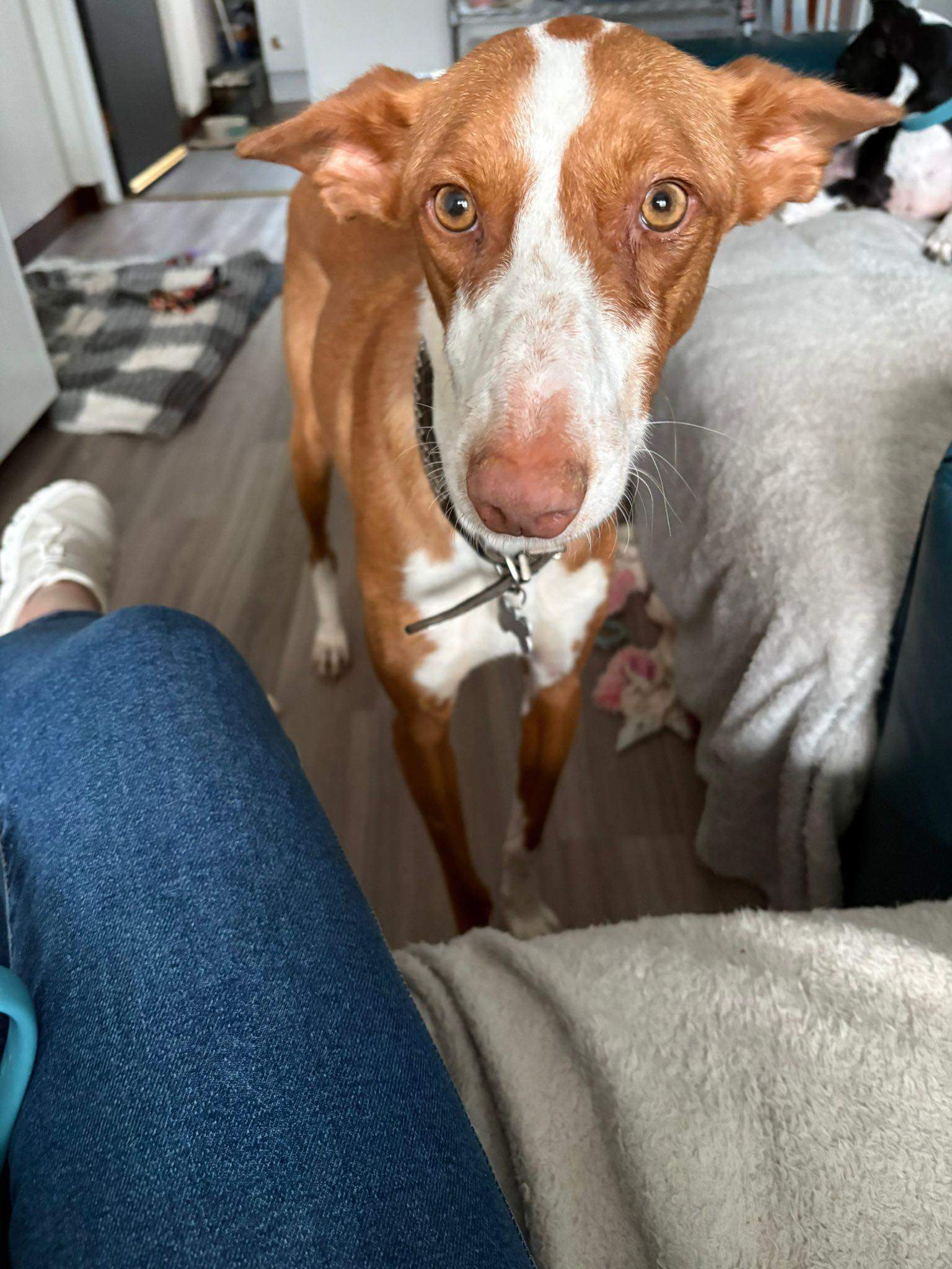 oliver_1306952911644994