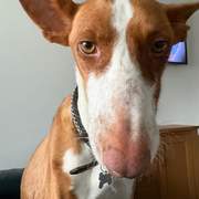 oliver_1313498310990454
