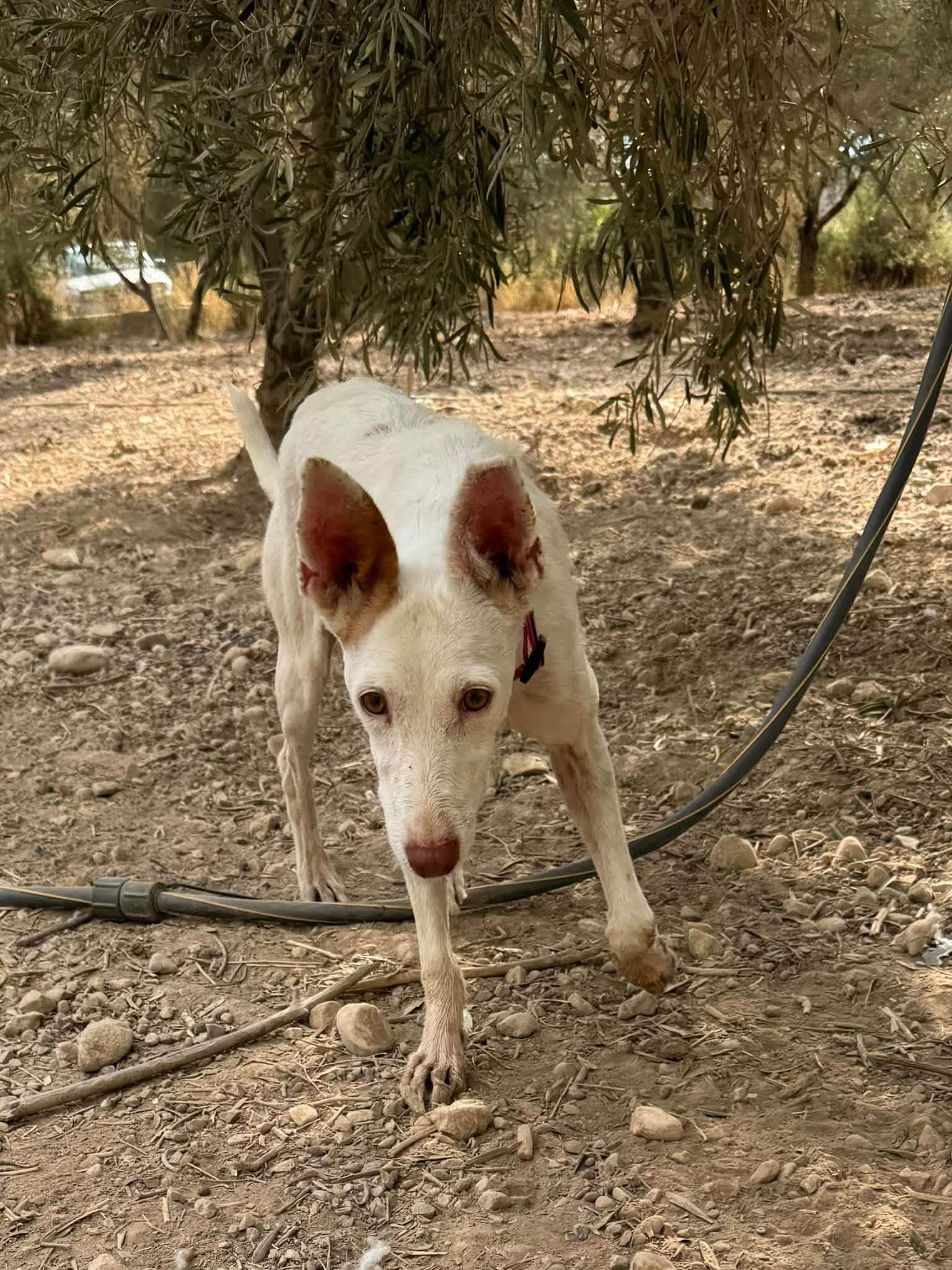paloma_1412397921100492