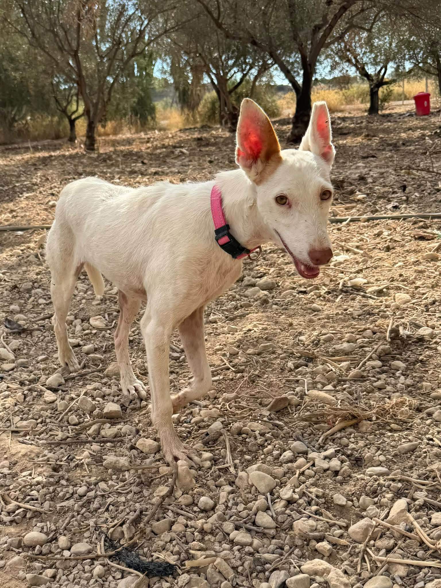 paloma_1412397994433818