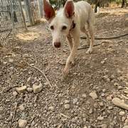 paloma_1412398094433808