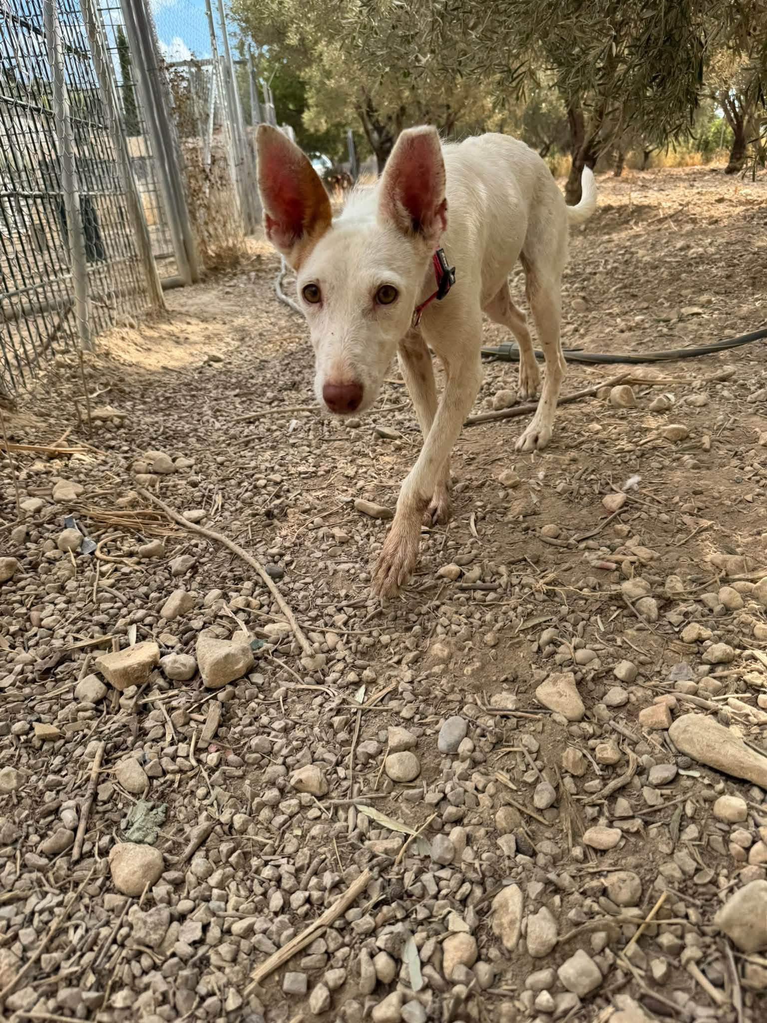 paloma_1412398094433808
