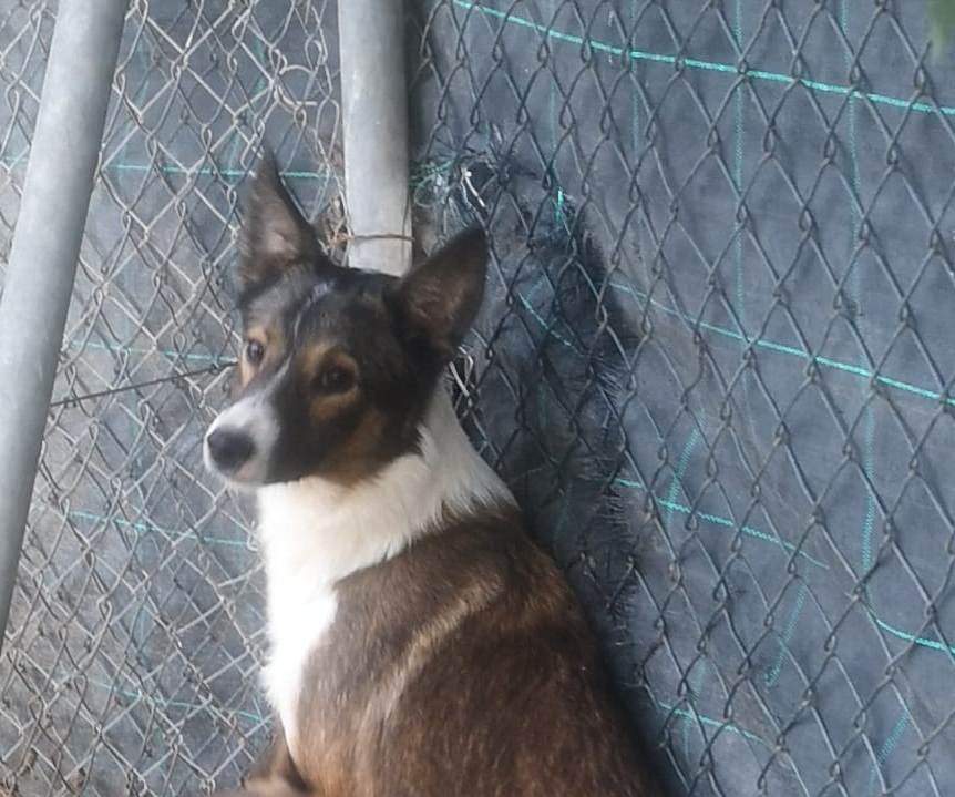 pedro-puppy_1218046277202325