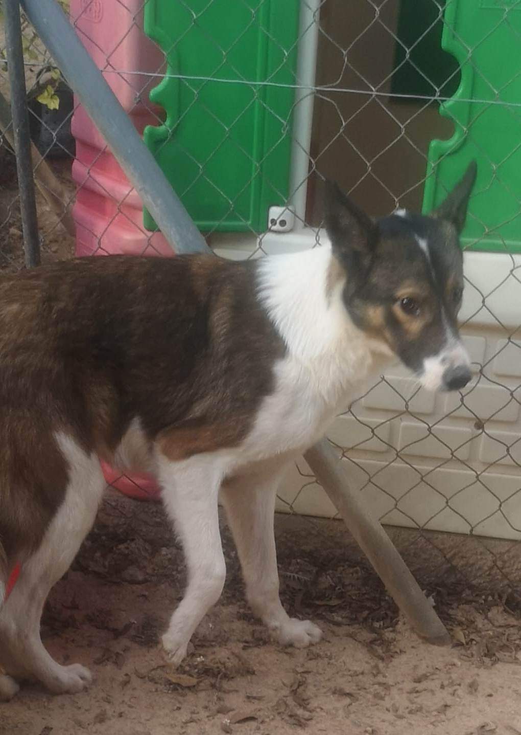 pedro-puppy_1218046293868990