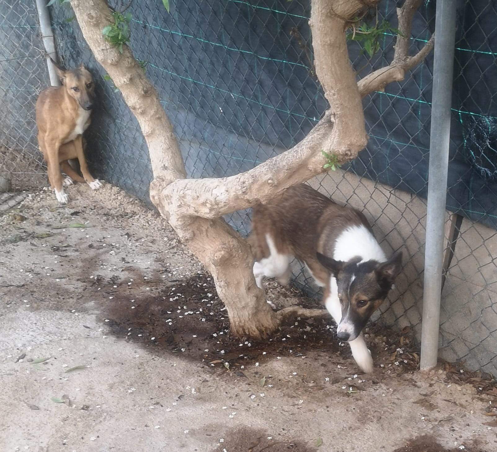 pedro-puppy_1218046310535655