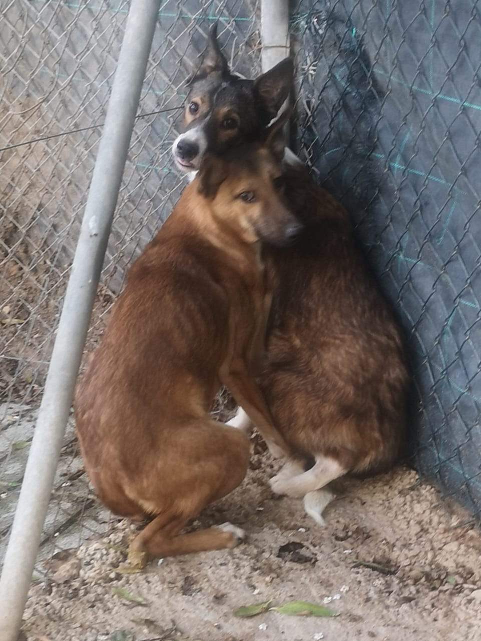 pedro-puppy_1218046383868981