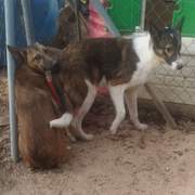 pedro-puppy_1218046433868976