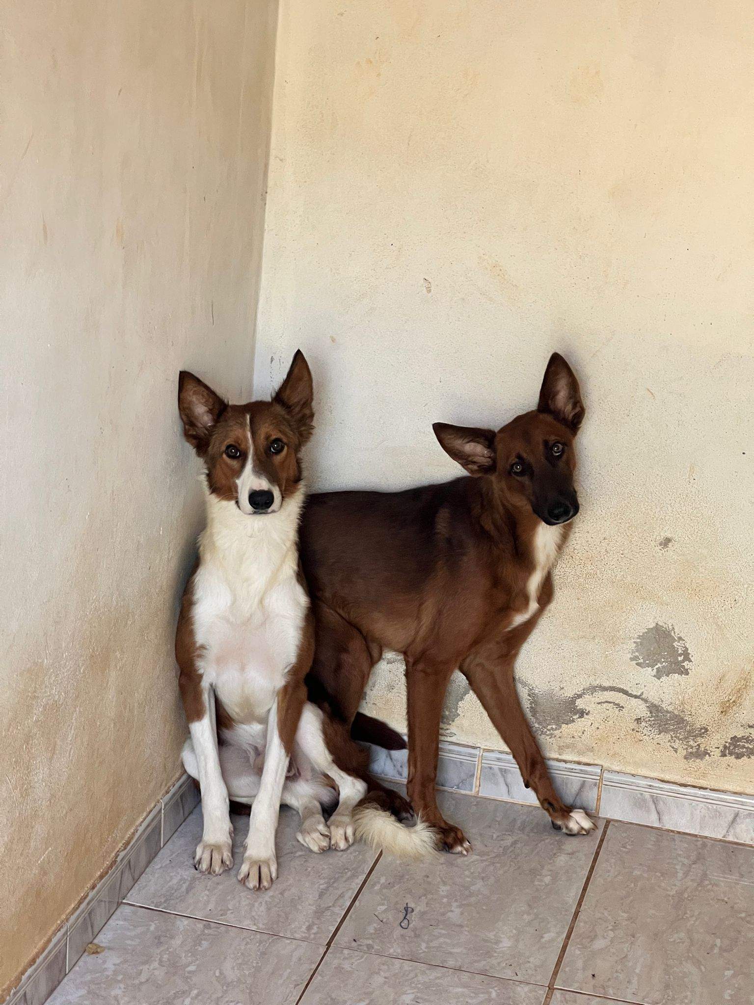 pepe-the-puppy_1059982563008698