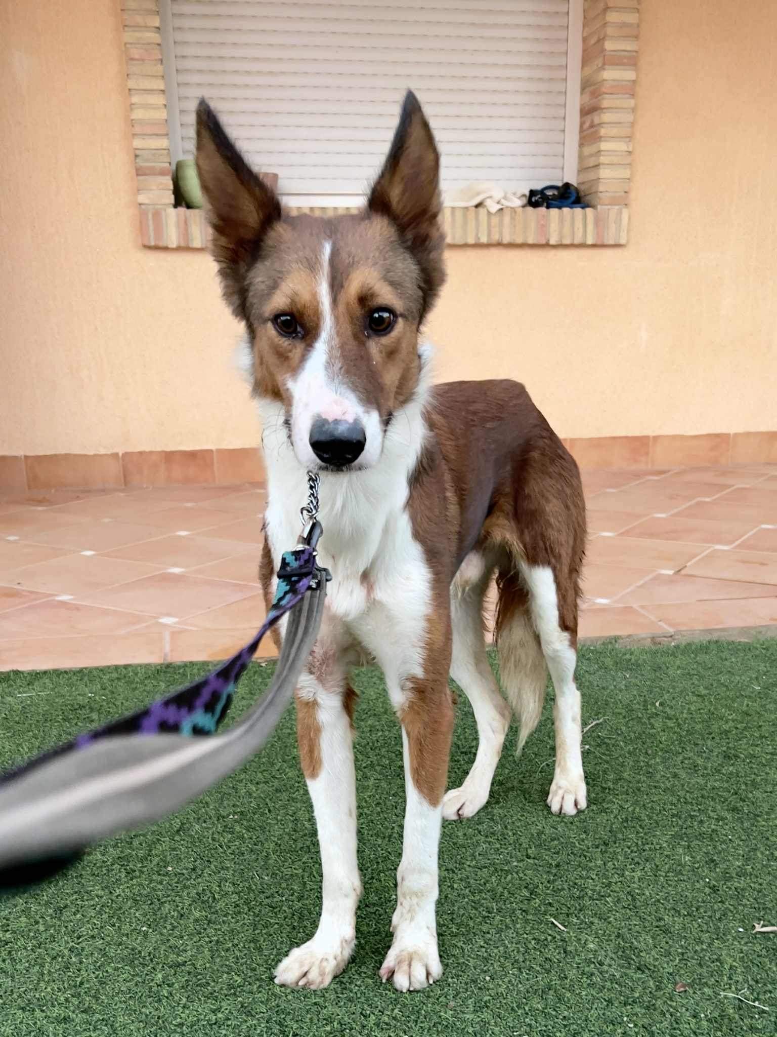 pepe-the-puppy_1147925634214390