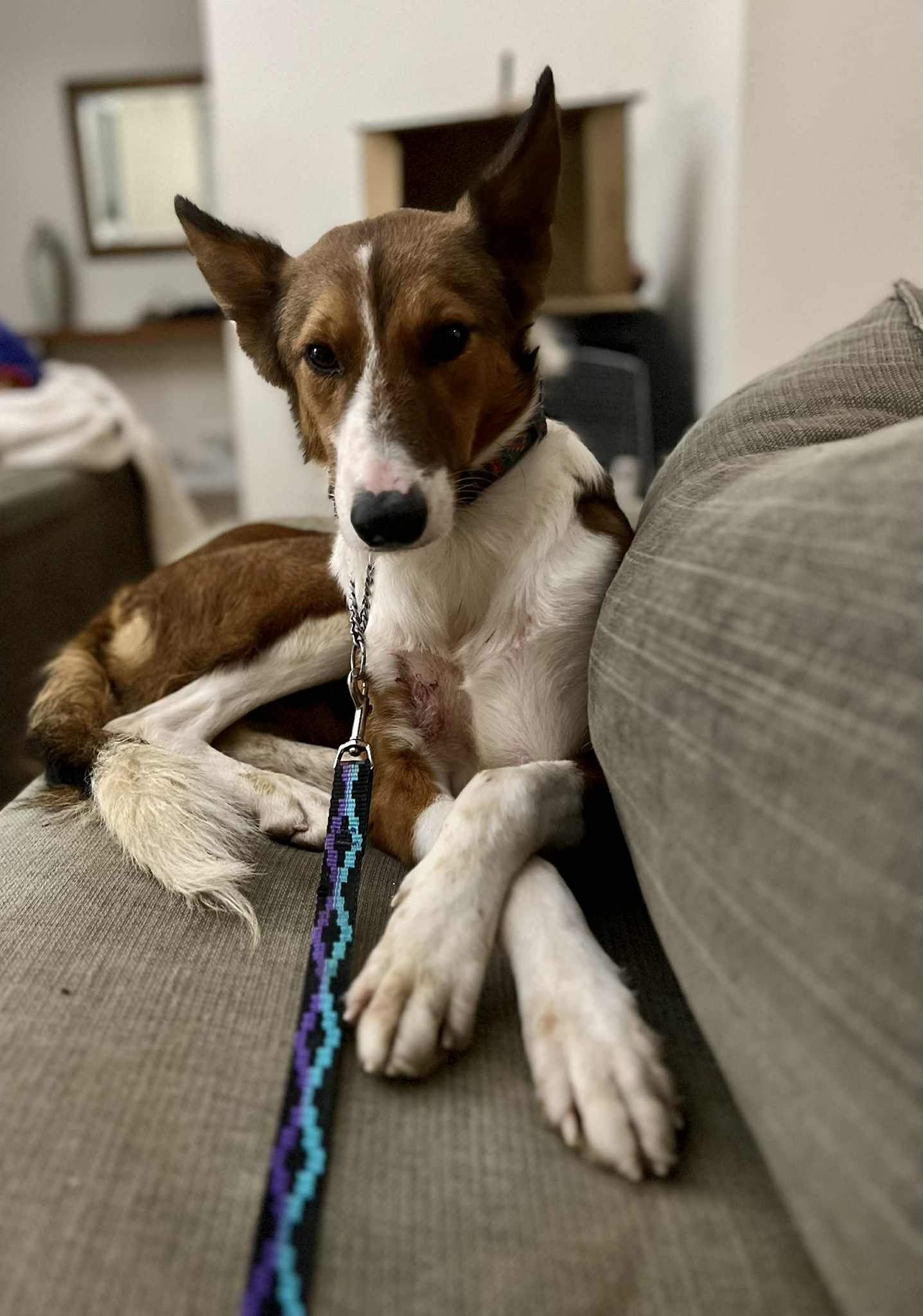 pepe-the-puppy_1147925677547719