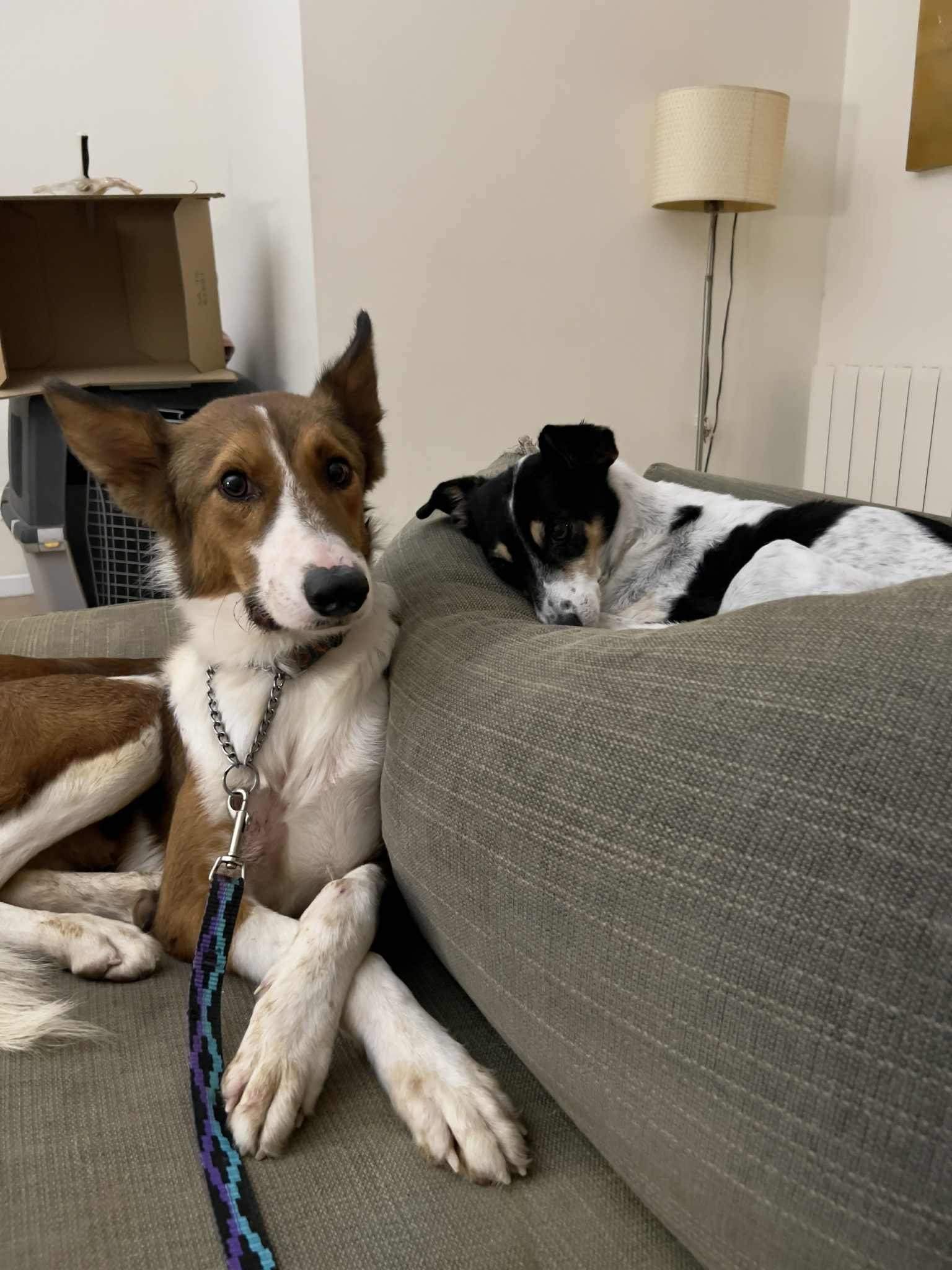 pepe-the-puppy_1147925707547716