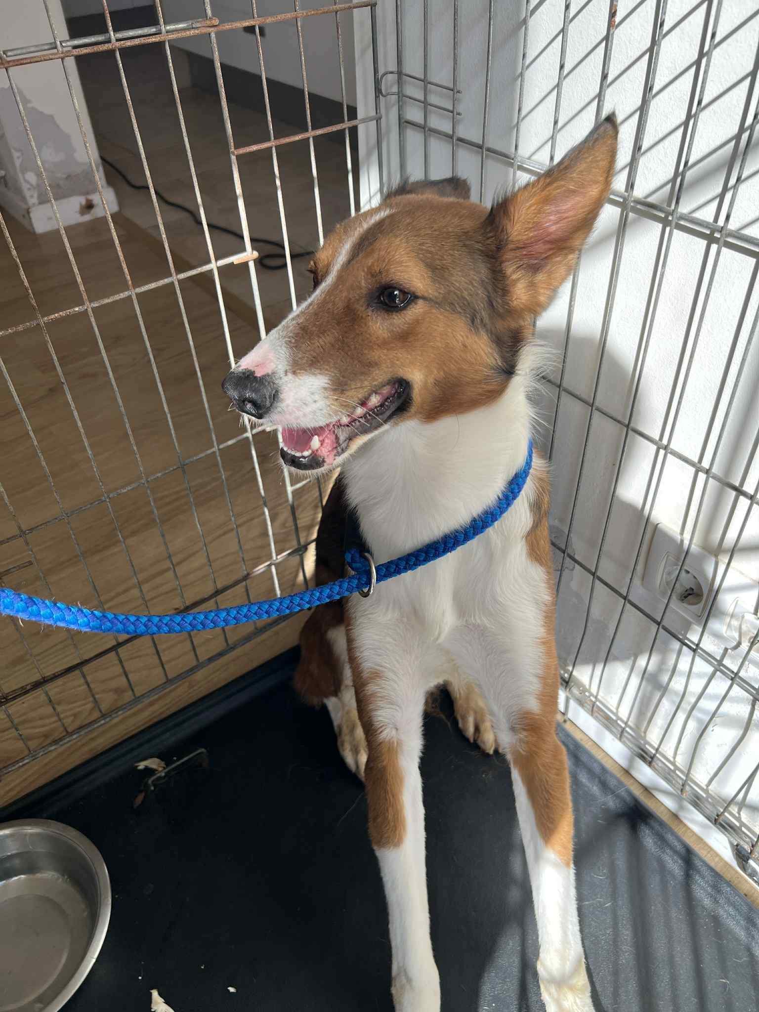 pepe-the-puppy_1147925744214379