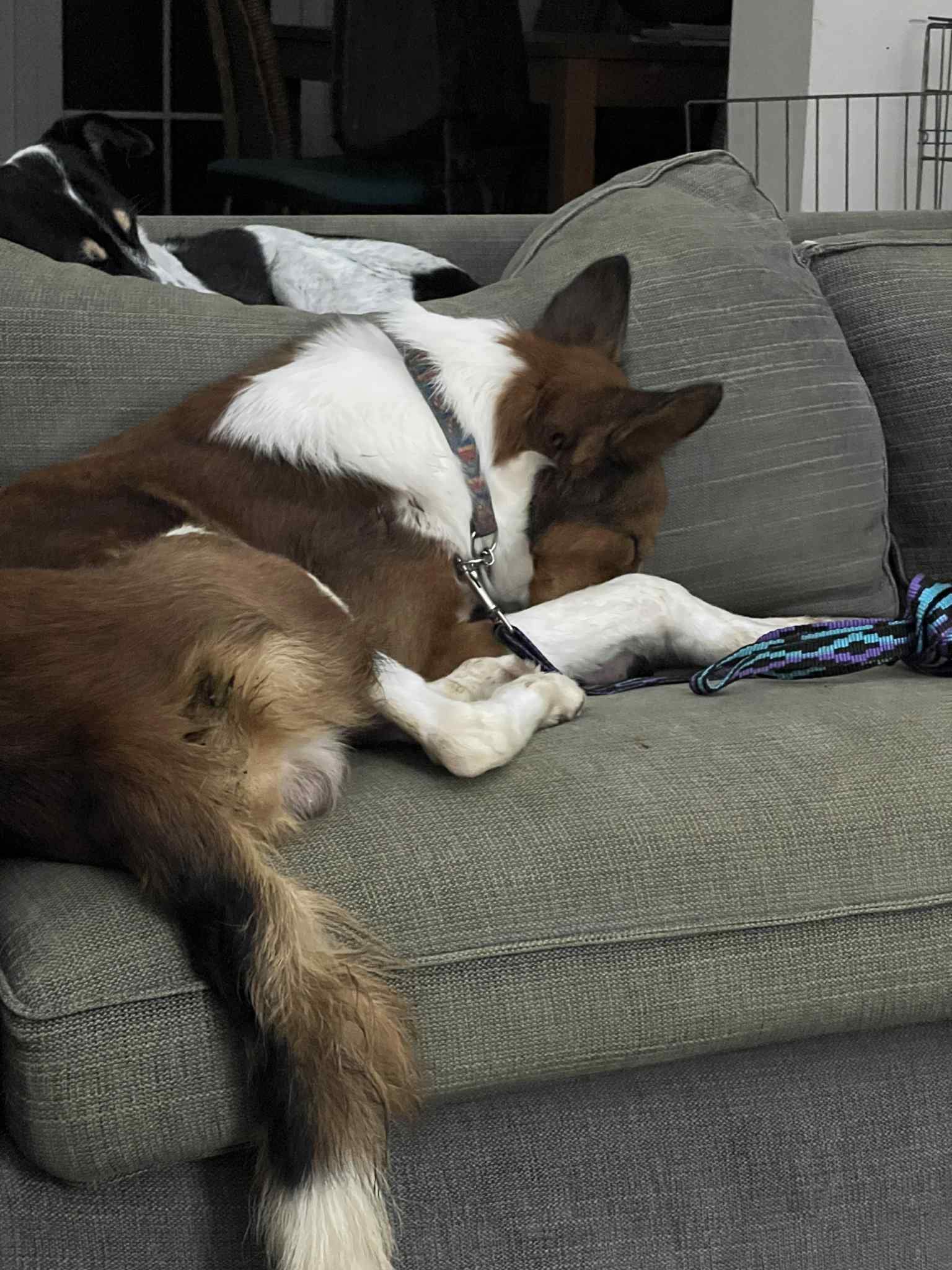 pepe-the-puppy_1147925780881042