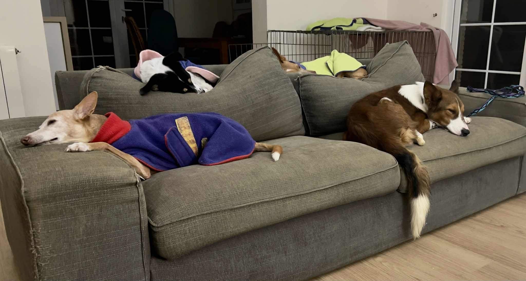 pepe-the-puppy_1147925810881039