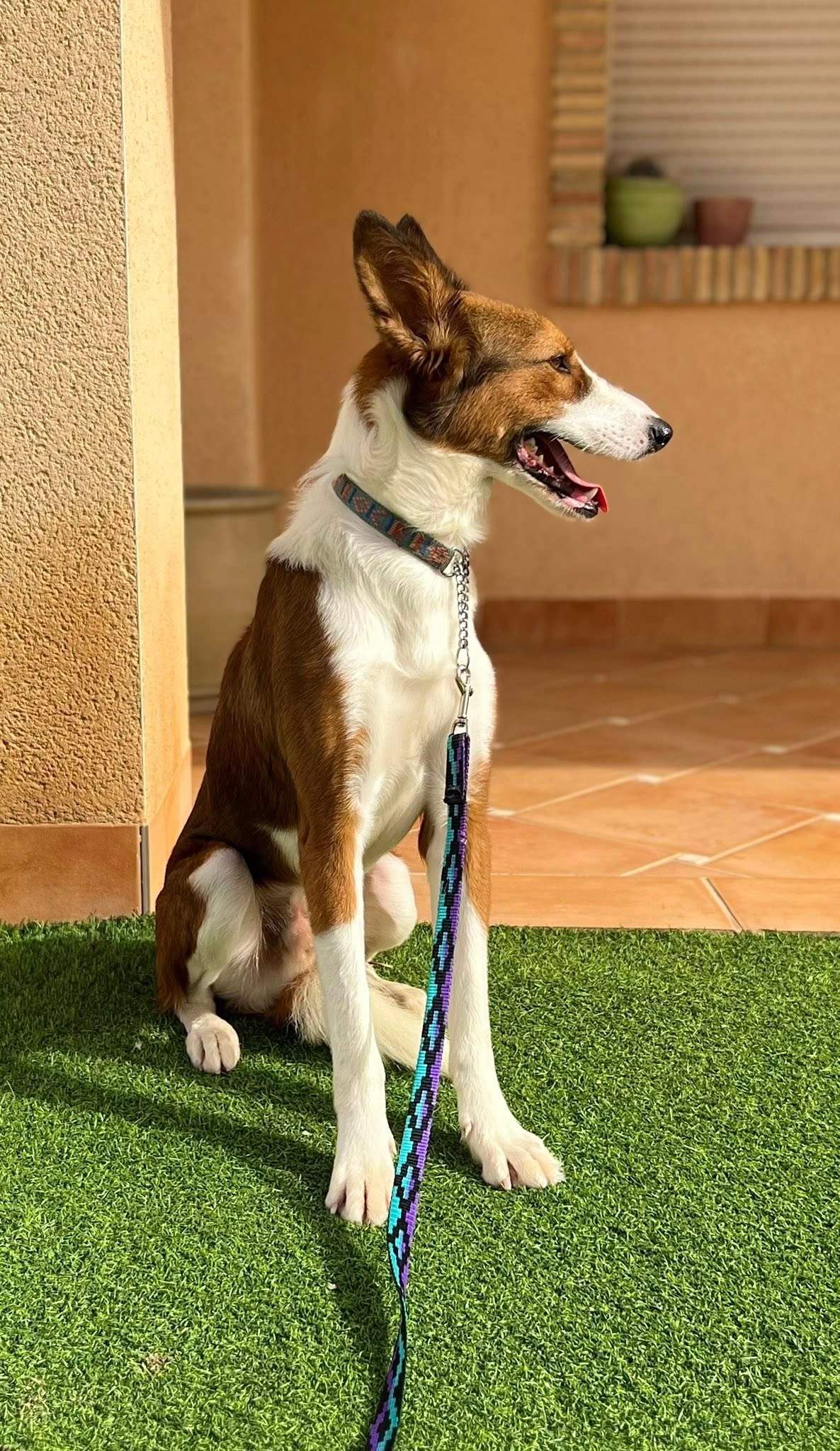 pepe-the-puppy_1187319716941648