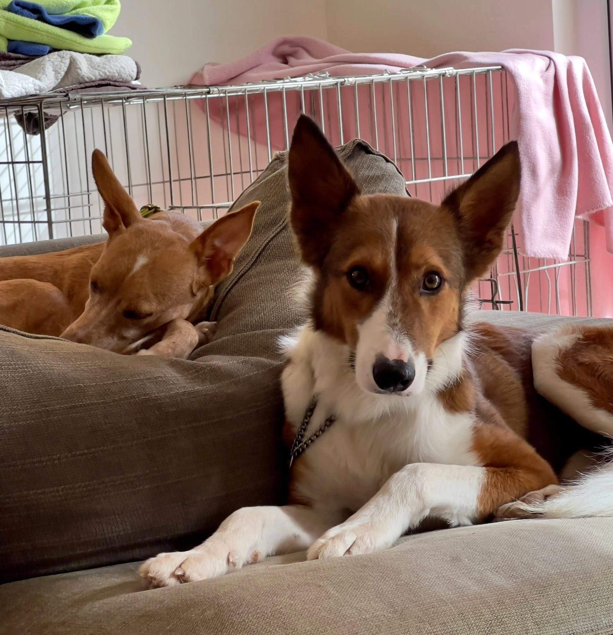 pepe-the-puppy_1187319726941647