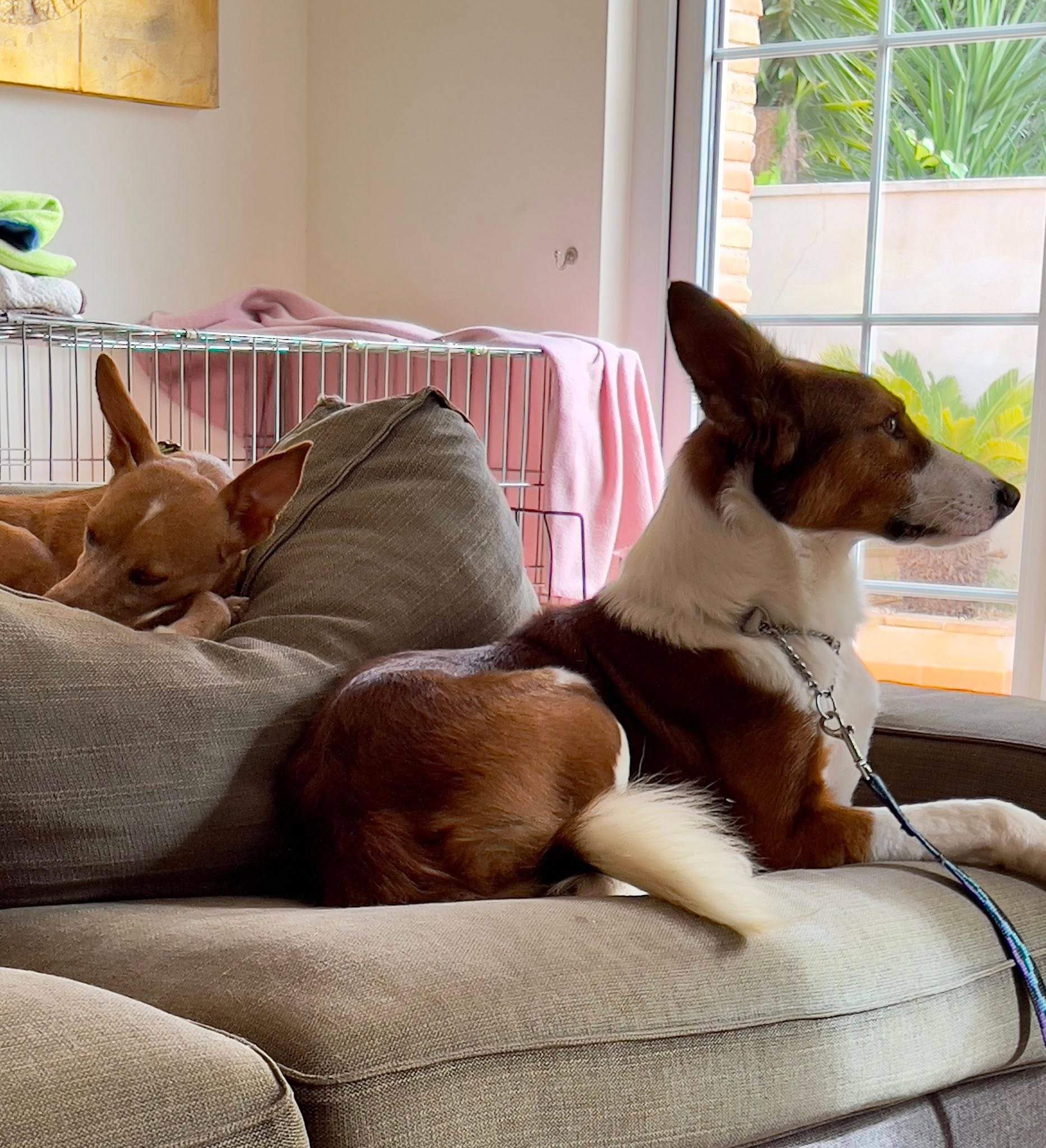 pepe-the-puppy_1187319746941645