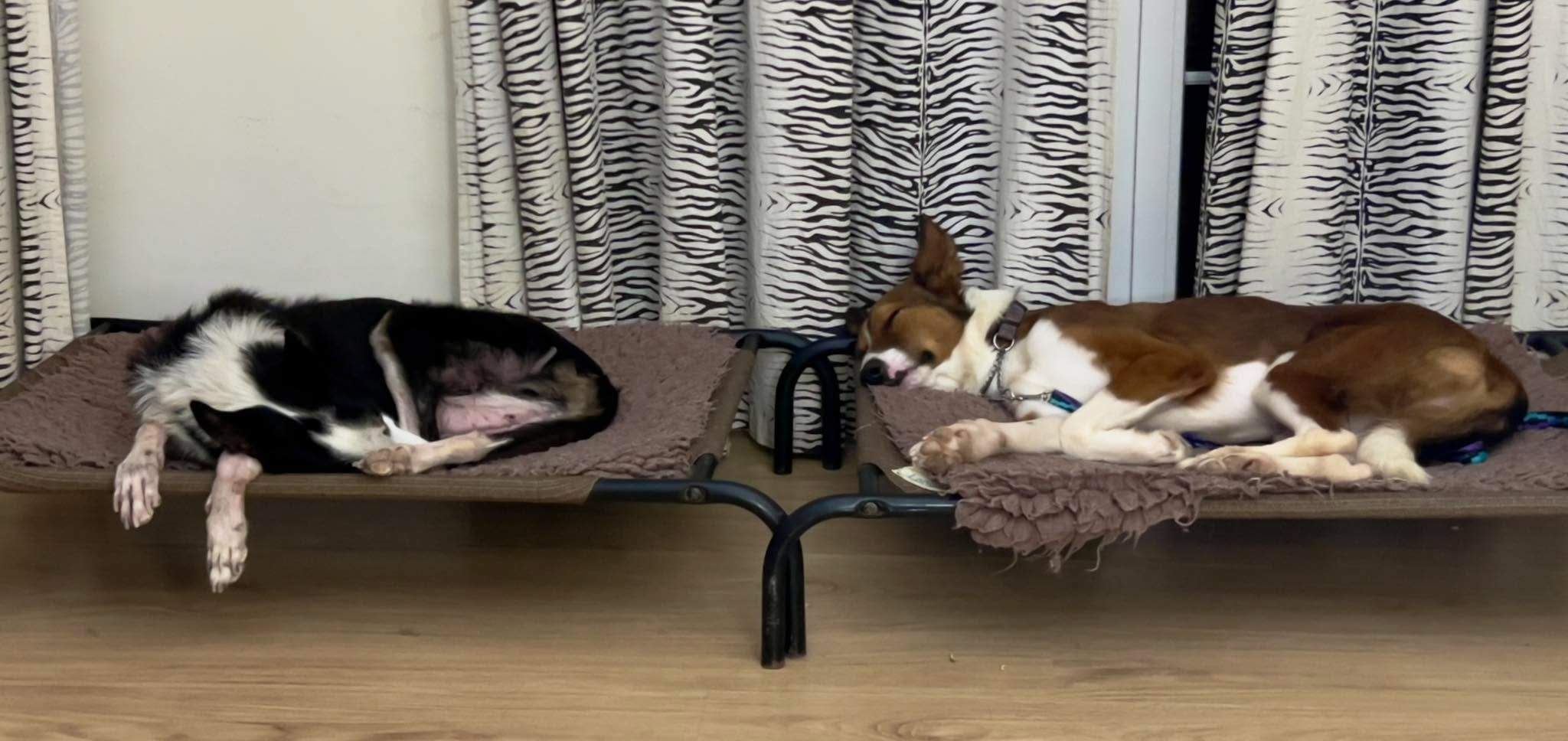 pepe-the-puppy_1187319820274971