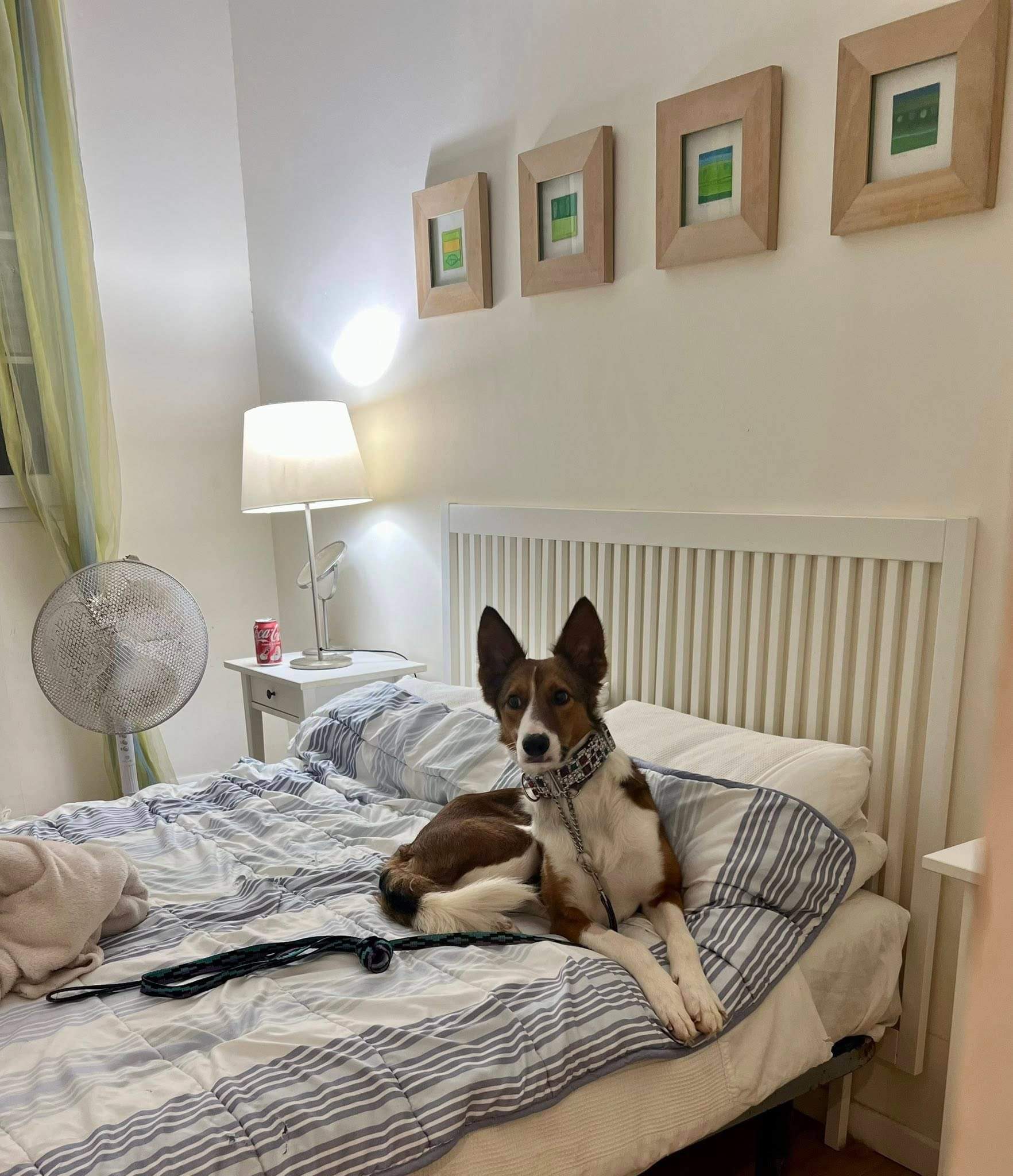 pepe-the-puppy_1187319953608291