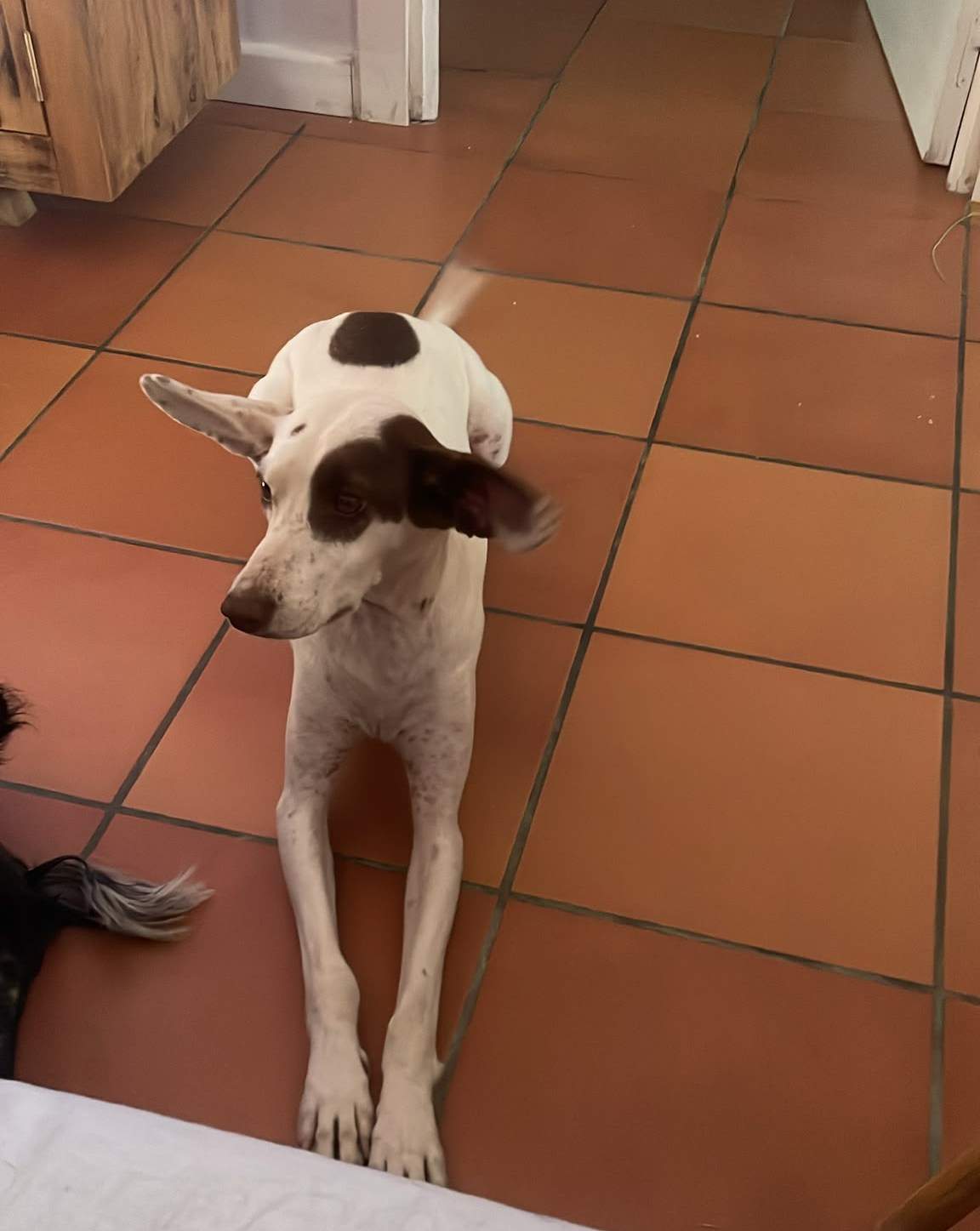 pepper_1418209673852650