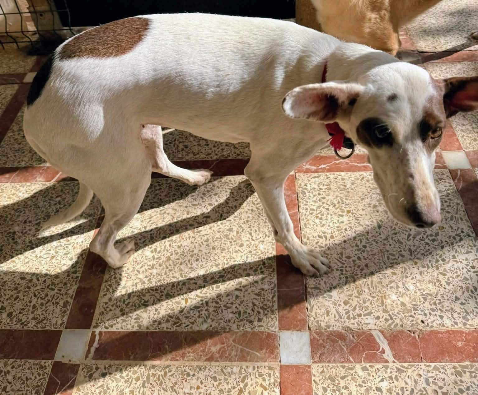 pepper_1434293612244256