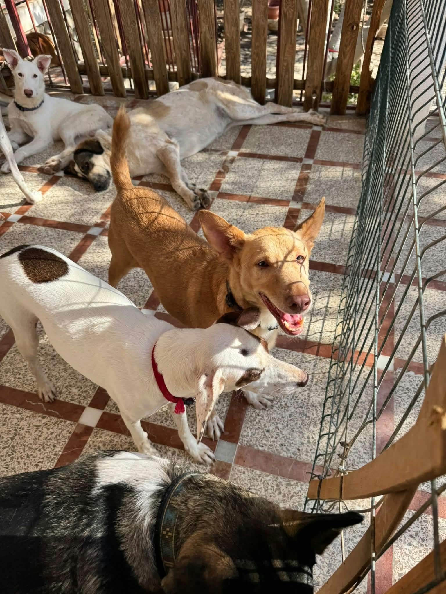 pepper_1434293625577588
