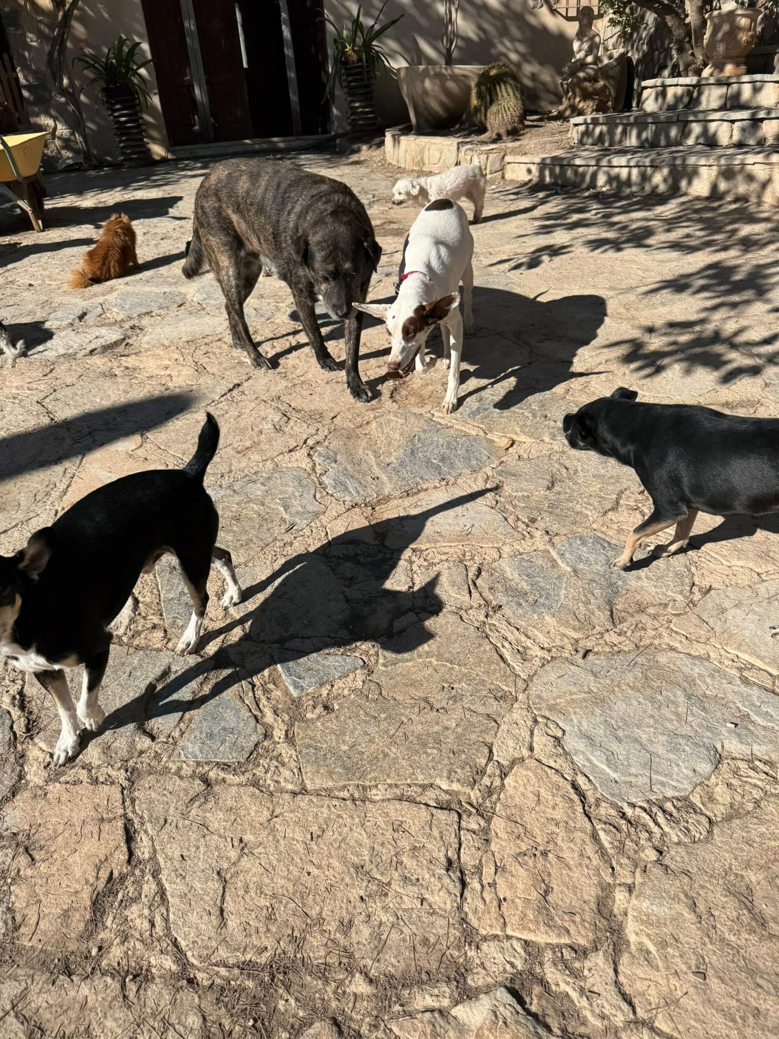 pepper_1435104425496508