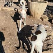 pepper_1435104478829836
