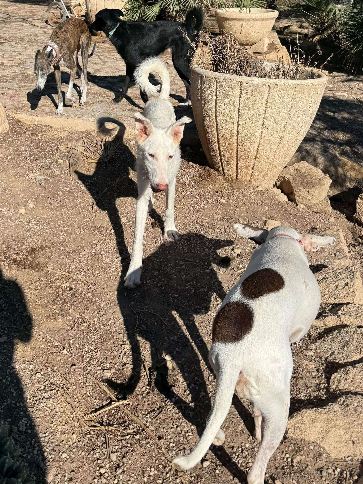 pepper_1435104478829836