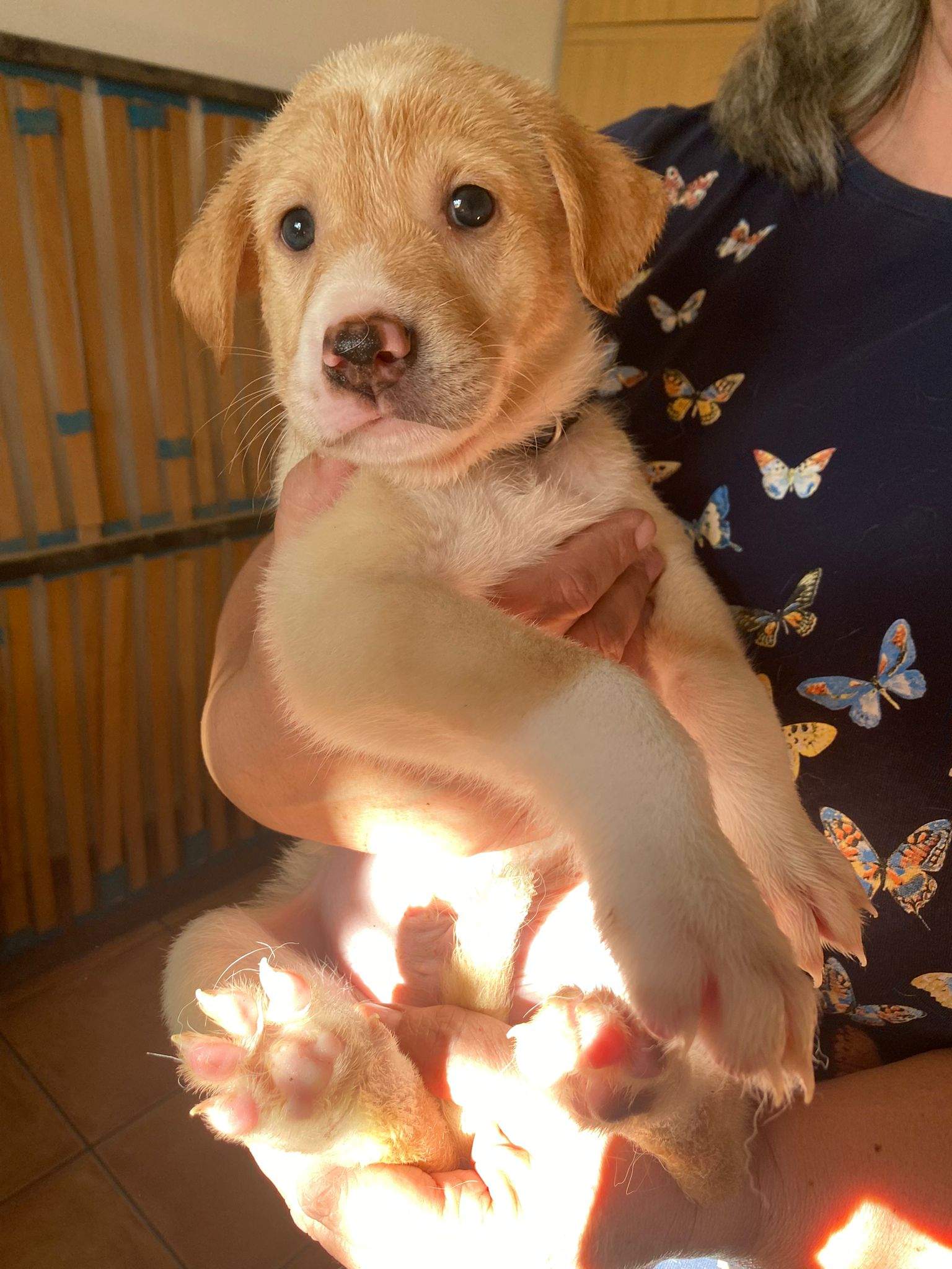 pickle-the-puppy_1233787402294879