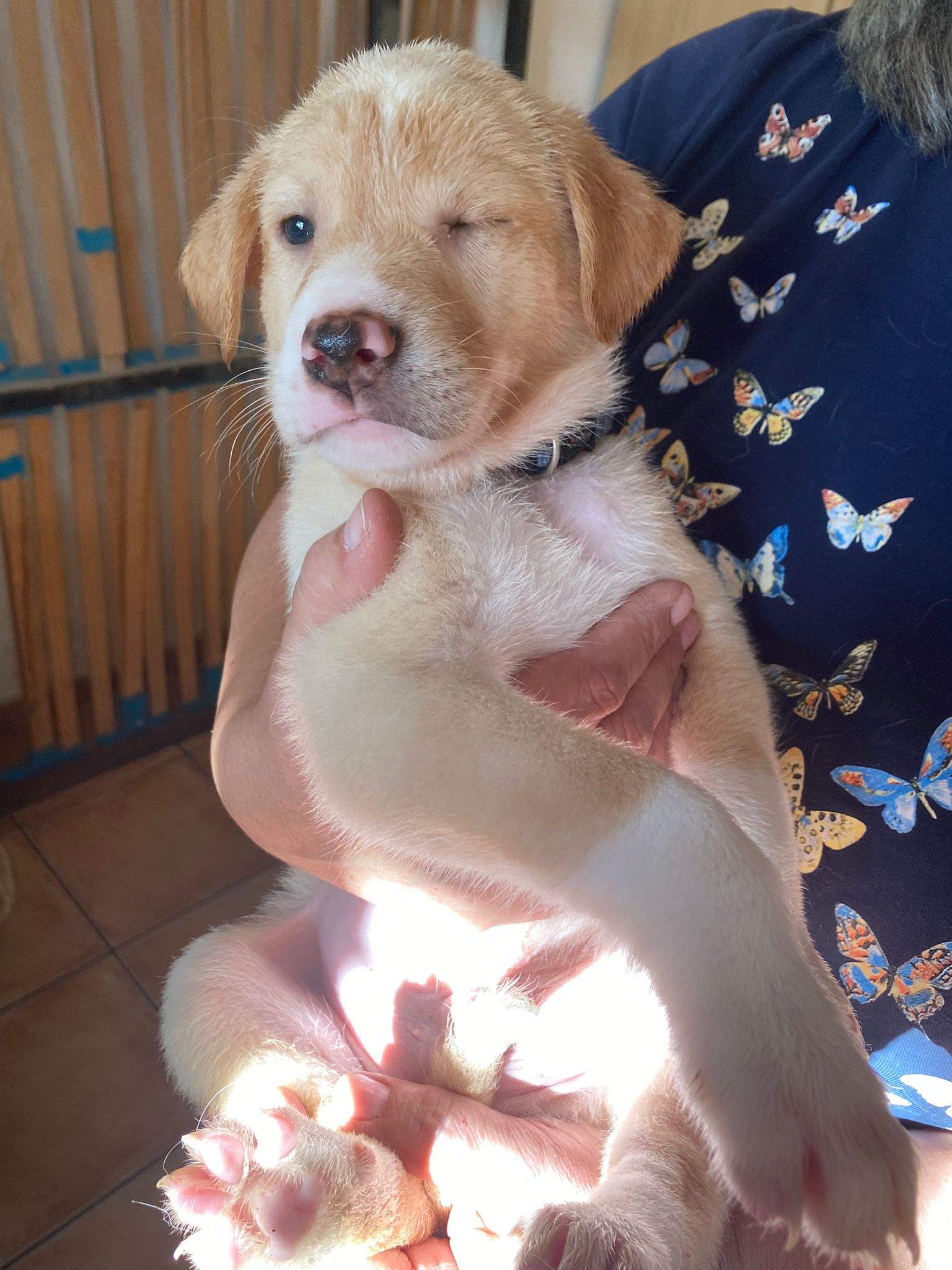 pickle-the-puppy_1233787415628211