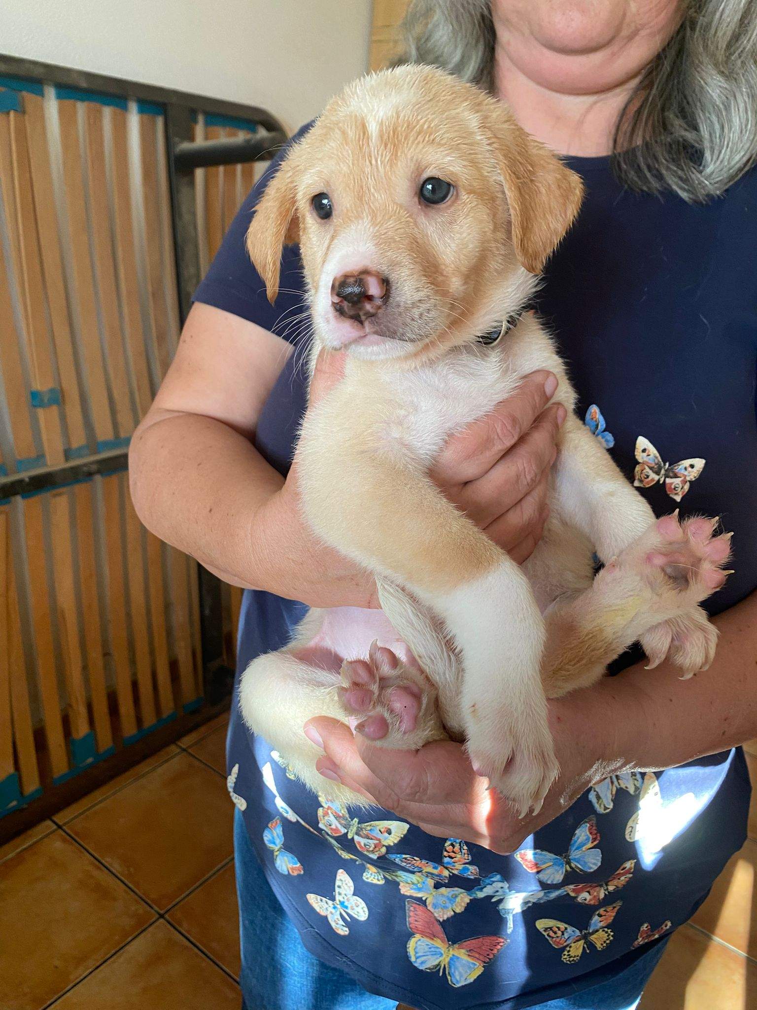 pickle-the-puppy_1233787475628205