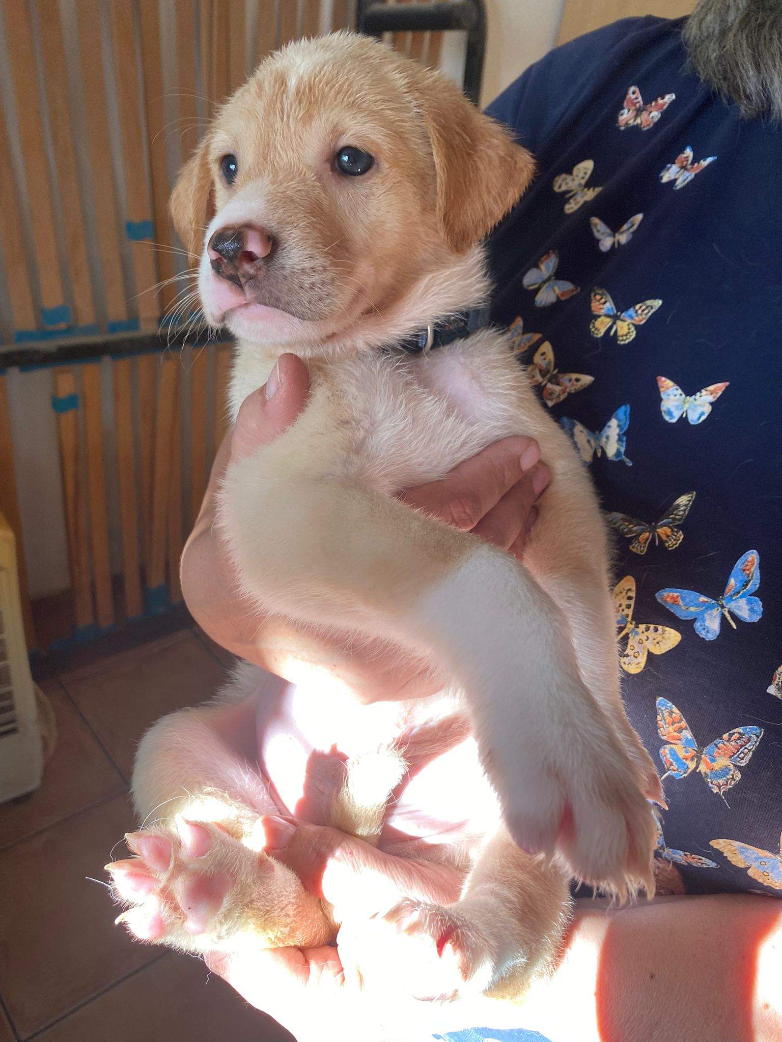 pickle-the-puppy_1233787492294870