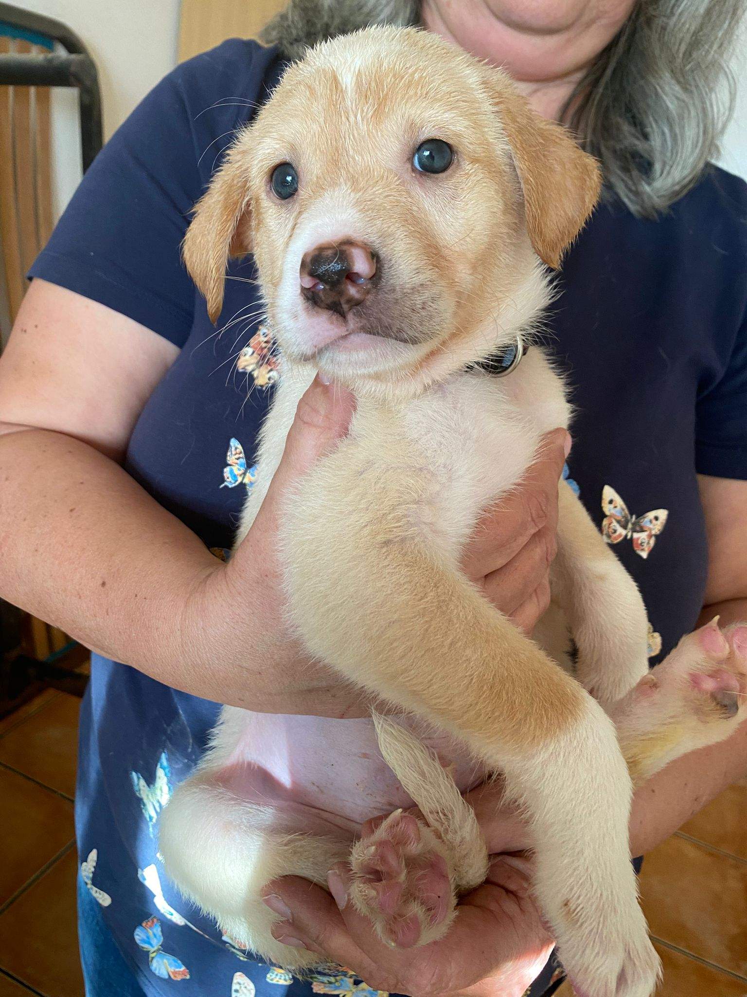 pickle-the-puppy_1233787505628202