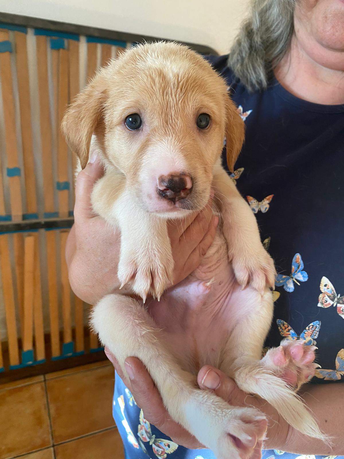 pickle-the-puppy_1233787558961530