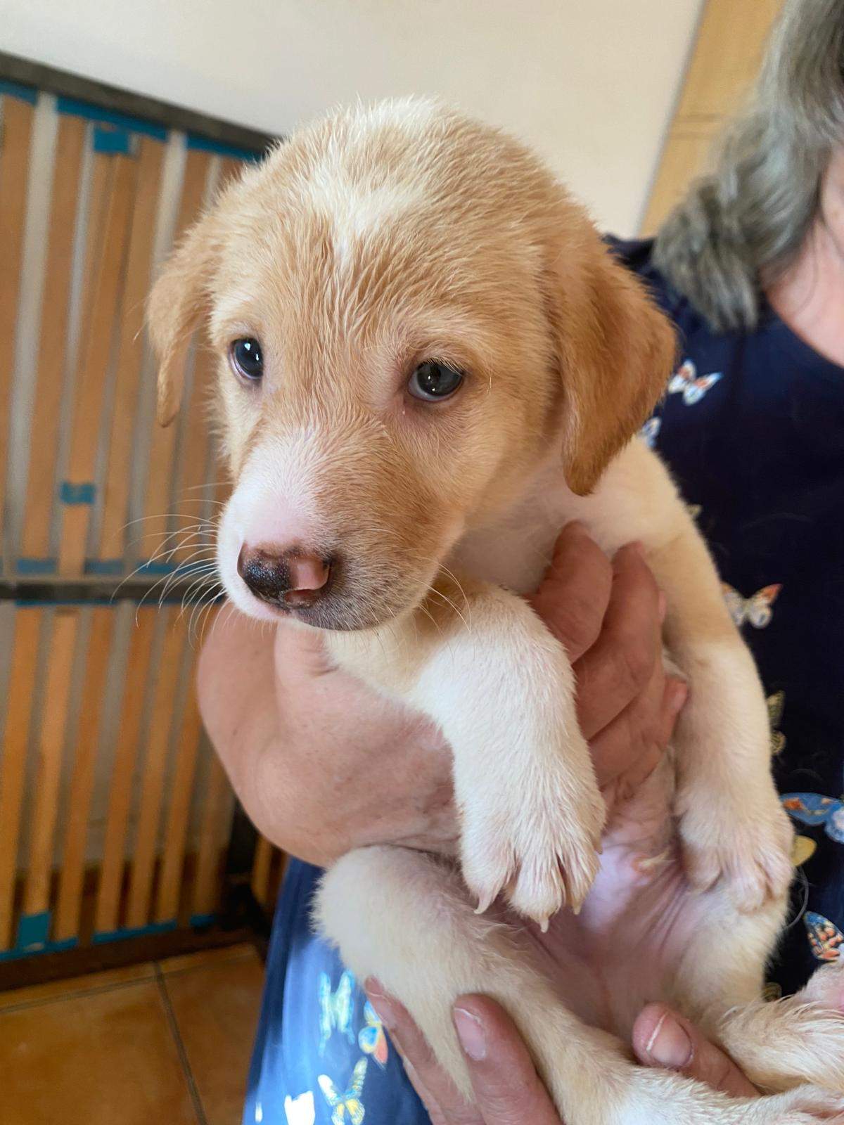 pickle-the-puppy_1233787682294851