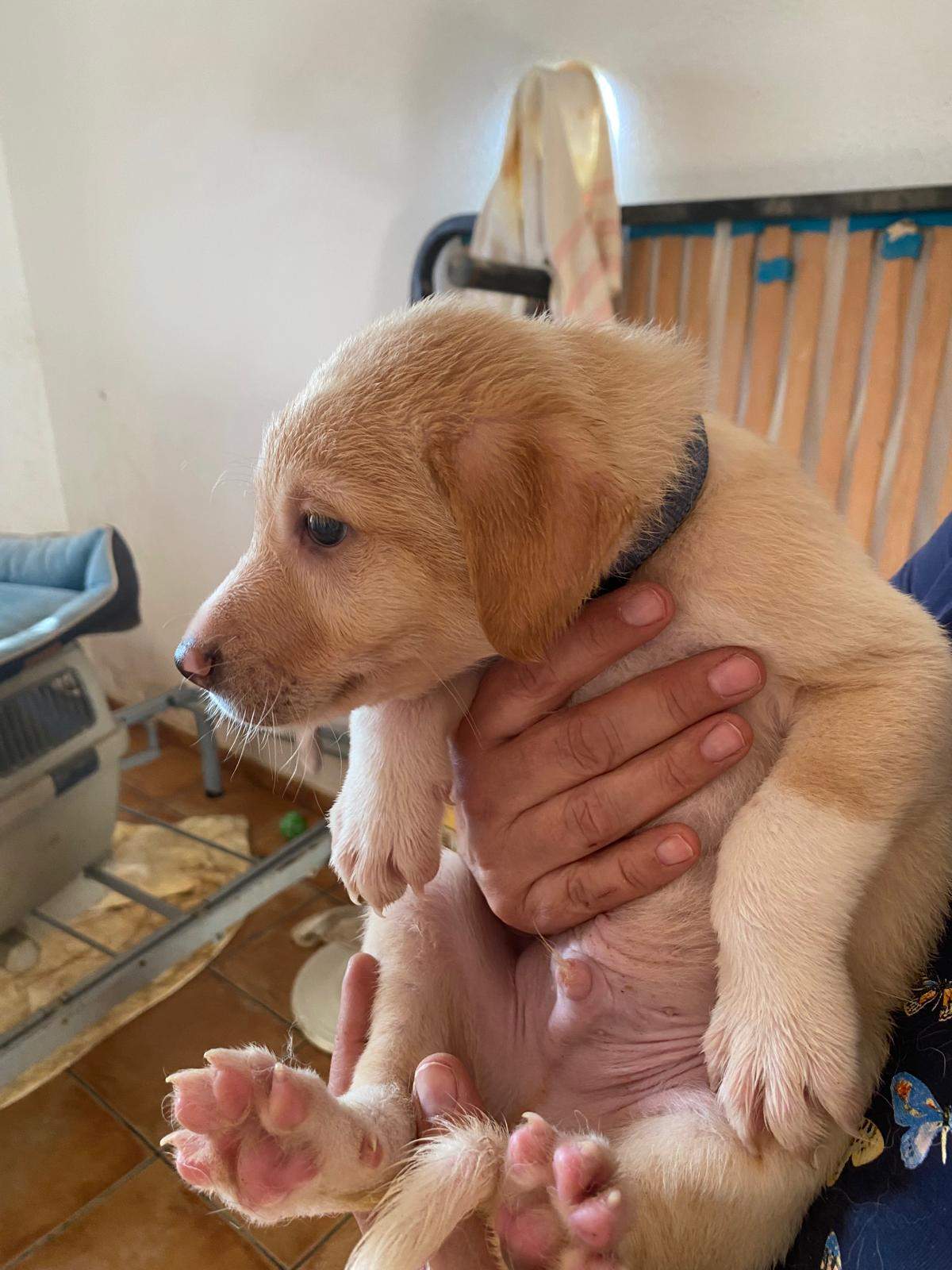 pickle-the-puppy_1233787742294845