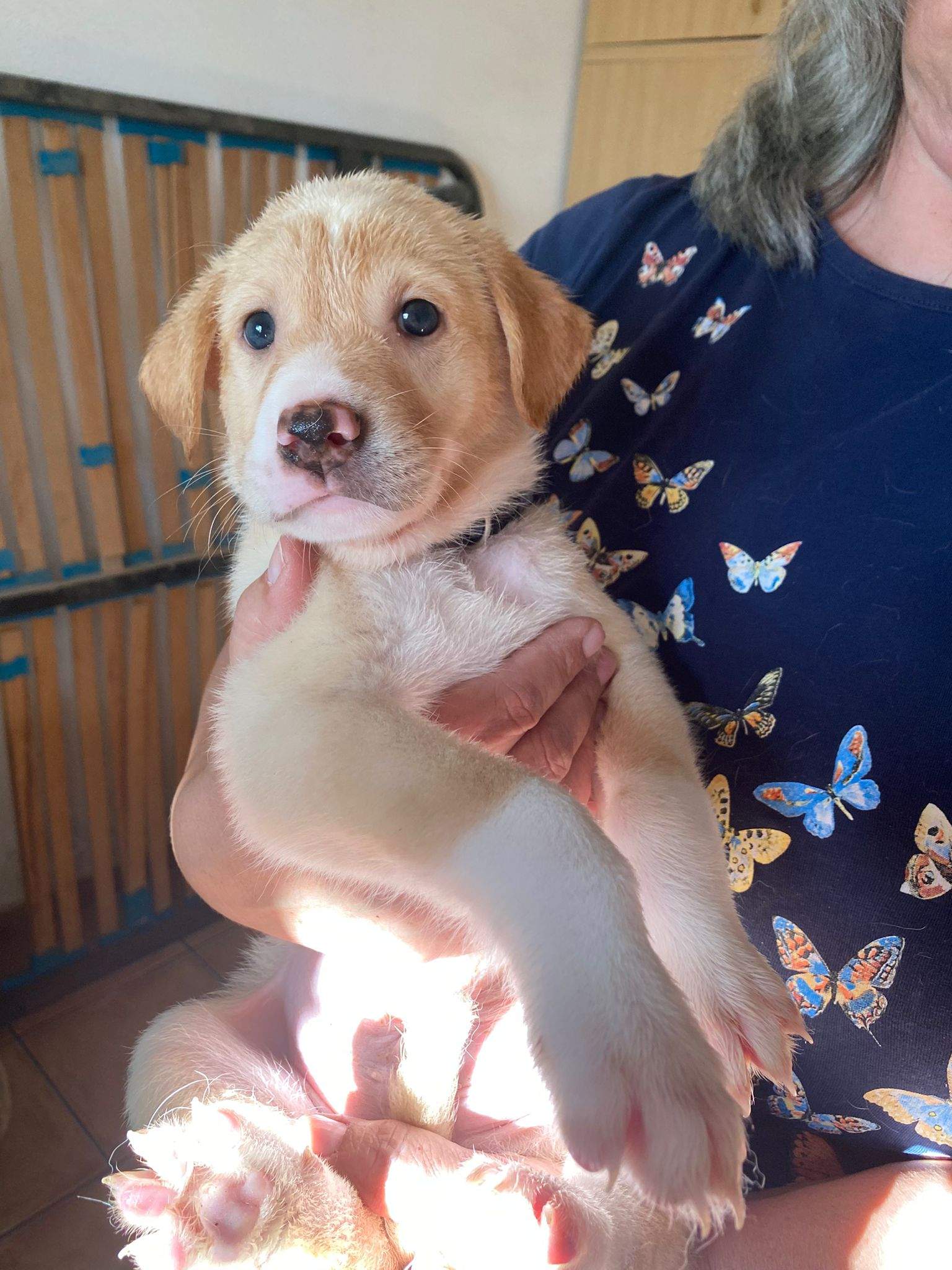 pickle-the-puppy_1233787772294842