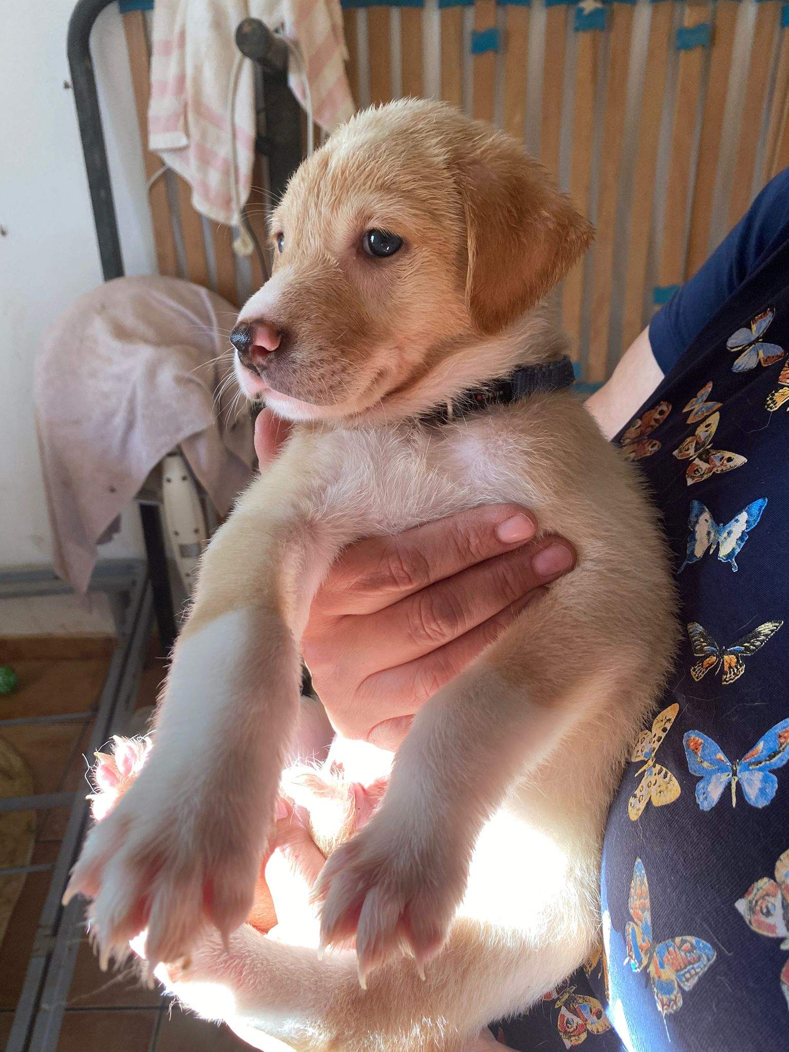 pickle-the-puppy_1233787792294840