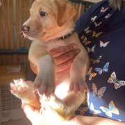 pickle-the-puppy_1233787832294836