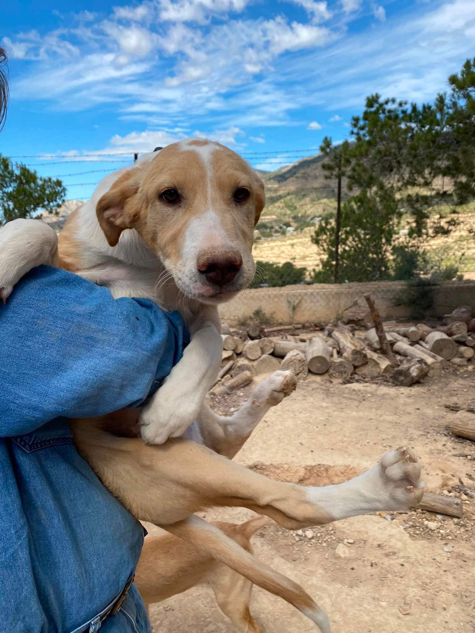 pickle-the-puppy_1294016009605351