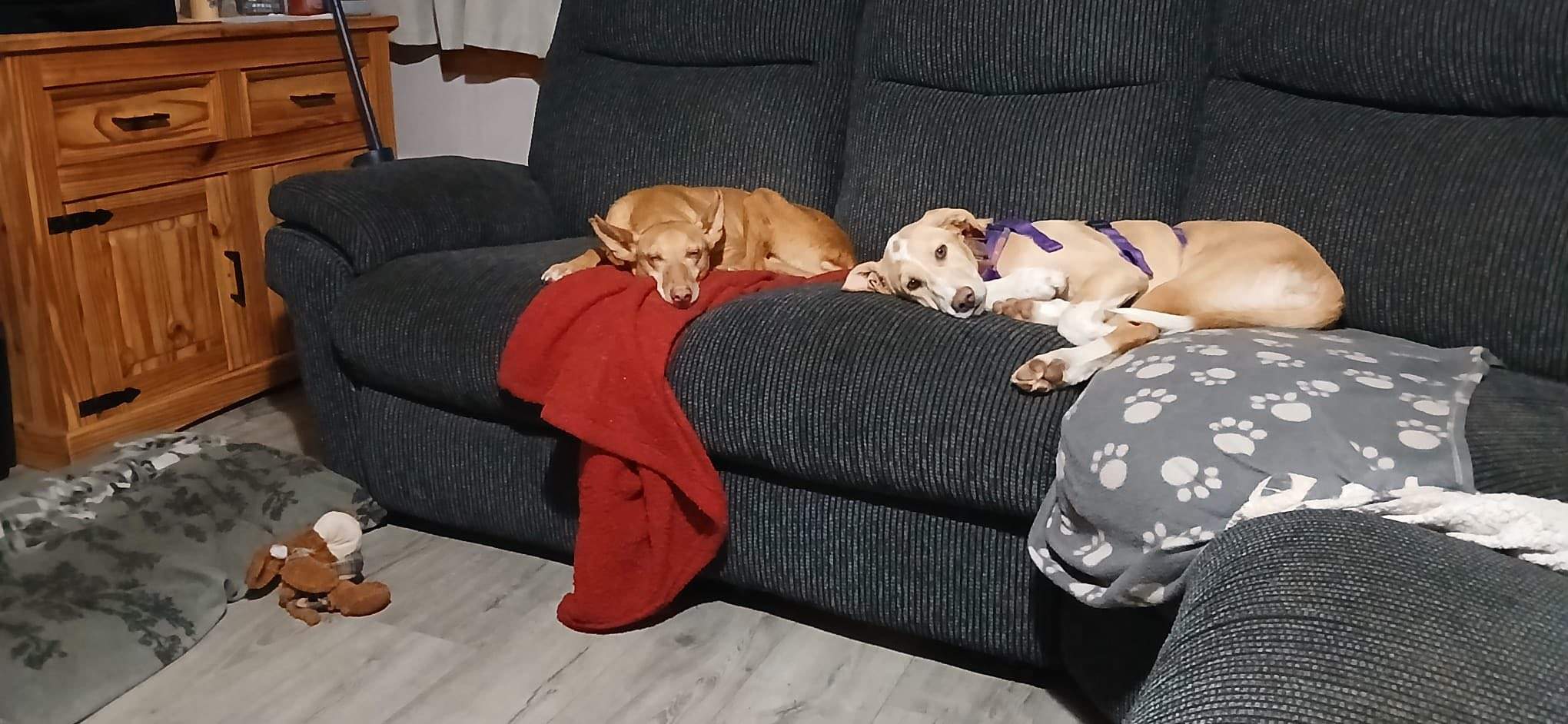 pickle-the-puppy_1302720958734856
