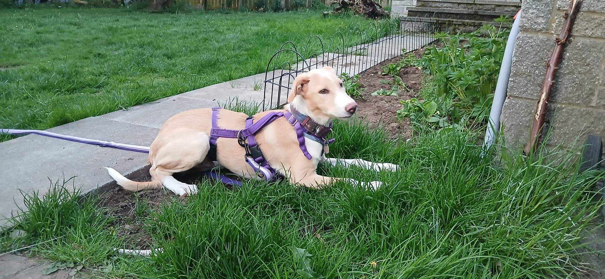 pickle-the-puppy_1302720972068188
