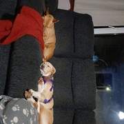 pickle-the-puppy_1302721012068184