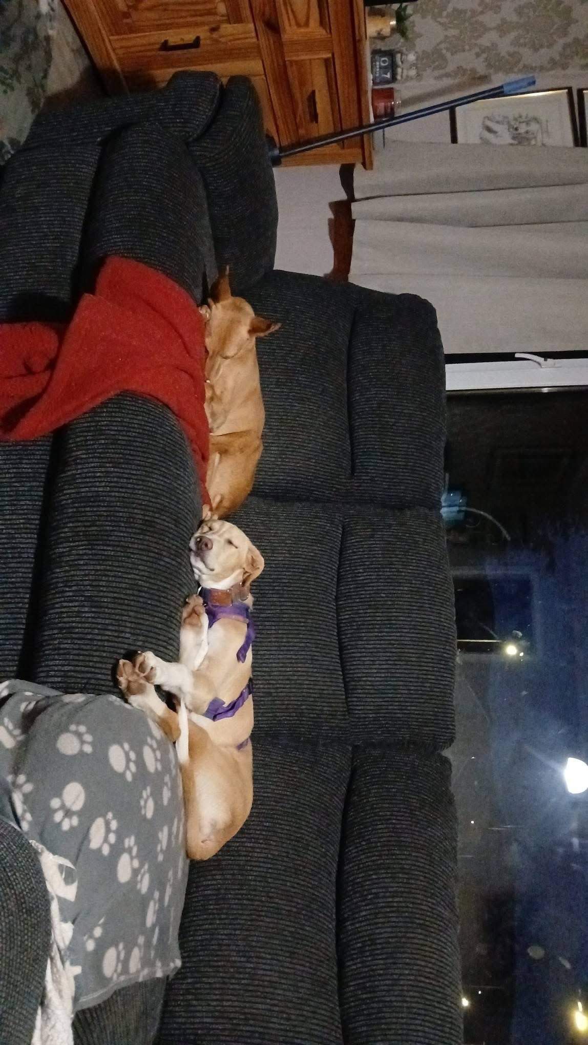 pickle-the-puppy_1302721012068184