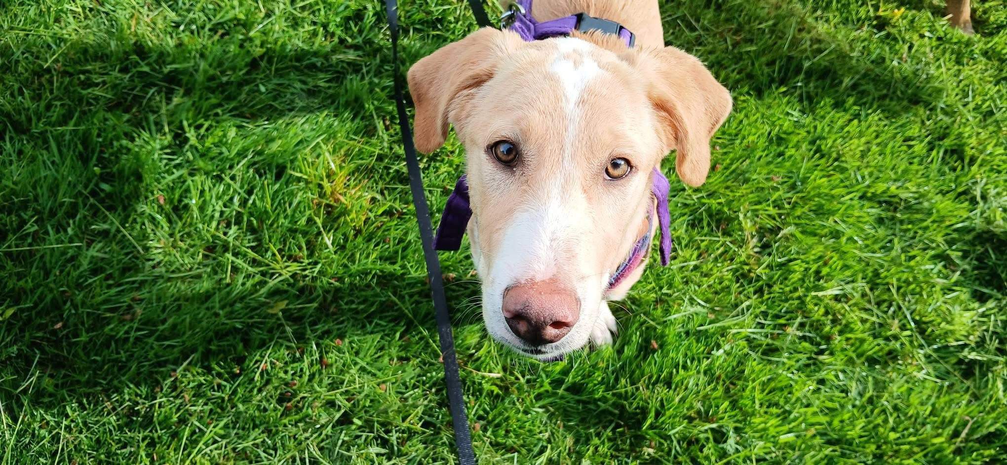 pickle-the-puppy_1312528637754088