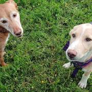 pickle-the-puppy_1312528651087420